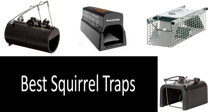 TOP-5 Best Squirrel Traps in 2020 from
