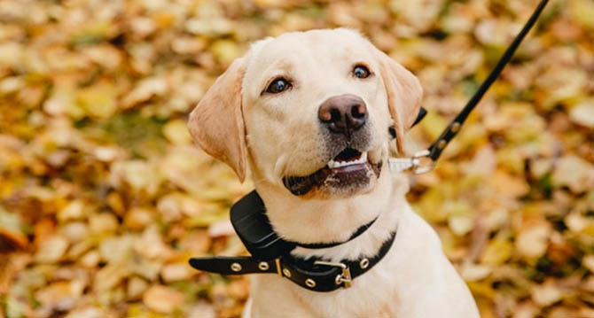 3 Frequenzstufen Antibell für Hunde,33Ft Wasserdichter Ultraschall Hunde Bell Abschreckung Schwarz Anti Bell Gerät für Hunde Drinnen Draußen Hundetraining Antibell für Hunde