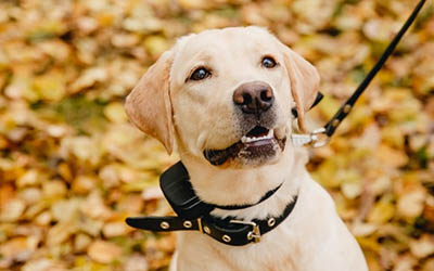 Antibellhalsband Dem Hund das Bellen abgewöhnen min: foto