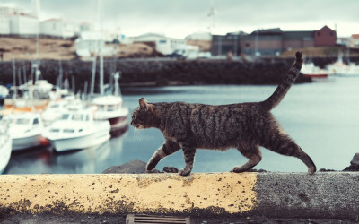 Best cat trackers: photo