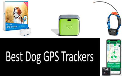 Best dog GPS trackers: photo