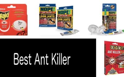 Best ant killer min: photo