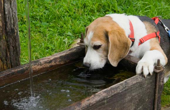Как спасти от жары собак: фото